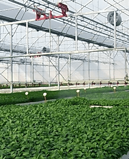 nursery-greenhouses