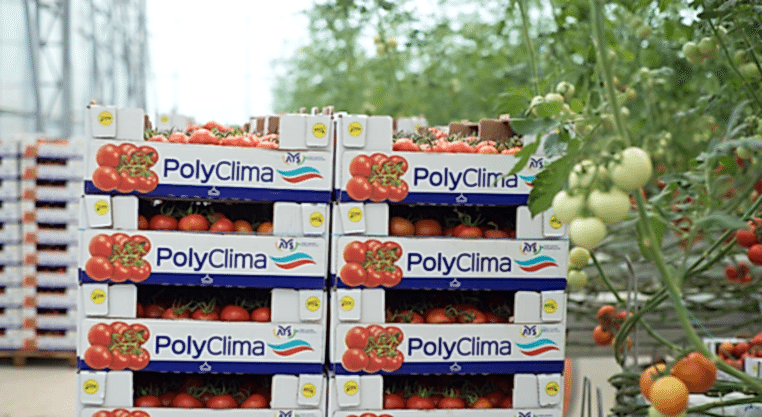 ays project greenhouses with cooling system