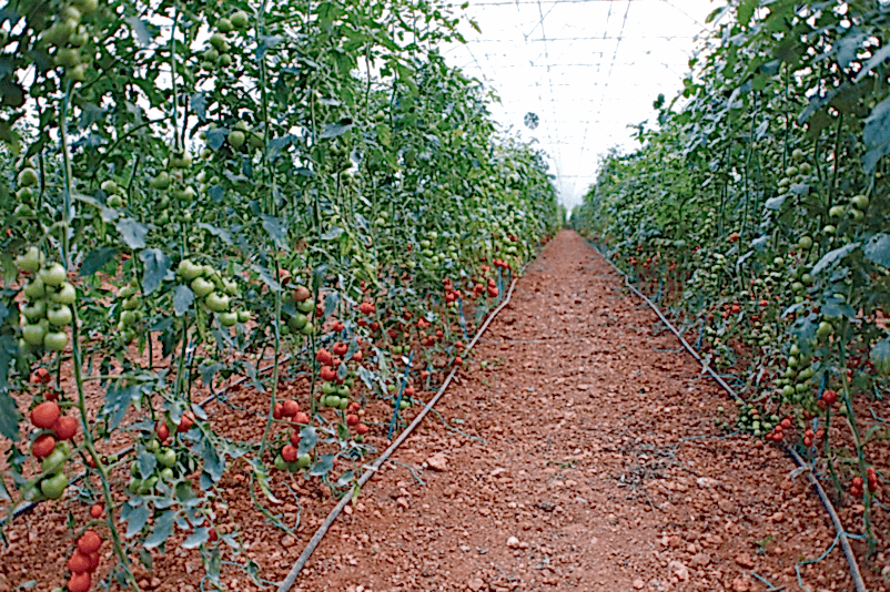 ays project Ground Crop Greenhouses