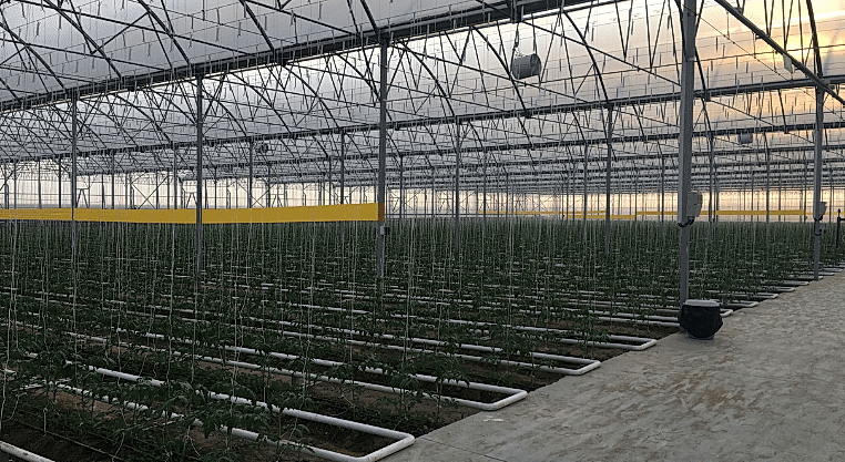 Ground Crop Greenhouses 