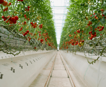 Hydroponic Greenhouse Systems