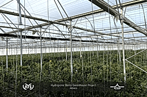  ¡Hemos completado con éxito nuestro proyecto de invernadero hidropónico de bayas de 2 hectáreas en México!