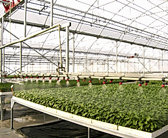 rooms, vaccination room, germination room, intensive care room, seedling stands, rail irrigation systems, seed planting machine