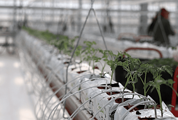 drip-irrigation-system