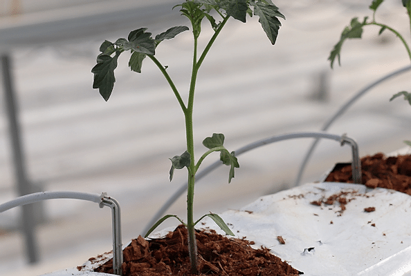 drip irrigation, irrigation system